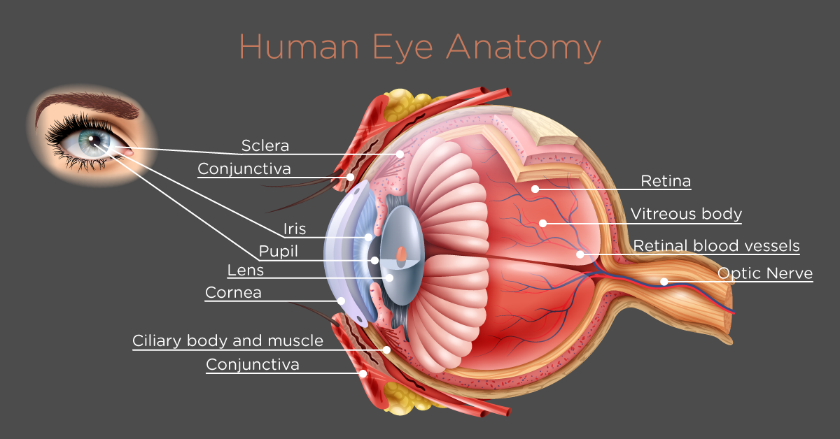 Human Eye Anatomy
